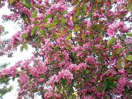 de lente, boom, natuur, bloemen, landschap, groen, gebladerte, fabriek, de schoonheid van de natuur, tuin-, paradijs boom, rozen, bloem, roze kleur, groei, bloesem, lente, bloeiende plant, schoonheid in de natuur, breekbaarheid, versheid, kwetsbaarheid, lage hoekweergave, geen mensen, tak, dag, detailopname, volledig kader, bloemblad, buitenshuis, bloemhoofd, kersenbloesem, kersenboom, Bos bloemen, lila, 1080P, CC0, publiek domein, royaltyvrij