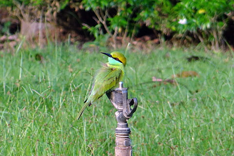 Bienenesser, Vogel, klein, Grün, Fauna, Kaiga, Indien, Tiere in freier Wildbahn, Tierwelt, Wirbeltier, Tierthemen, Tier, ein Tier, hocken, Pflanze, Tag, keine Leute, Natur, grüne Farbe, Fokus auf den Vordergrund, Feld, draußen, Gras, Land, Schönheit in der Natur, Nahansicht, Specht, 2K, CC0, gemeinfrei, lizenzfrei
