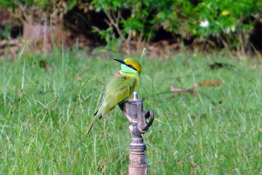 menjar d'abelles, ocell, petit, verd, fauna, kaiga, Índia, animals a la natura, fauna animal, vertebrats, temes d'animals, animal, un animal, posat, planta, dia, cap gent, naturalesa, color verd, centrar-se en primer pla, camp, a l'aire lliure, herba, terra, bellesa a la natura, primer pla, picot, 2K