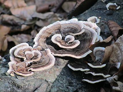 audacia, fungo, foresta, solido, roccia, roccia - oggetto, avvicinamento, nessuno, pianta, giorno, natura, crescita, spirale, concentrarsi sulle conoscenze acquisite, modello, pietra - oggetto, all'aperto, vista dall'alto, animale, fauna selvatica, bellezza nella natura, temi animali, conchiglia, 4K, CC0, dominio pubblico, privo di copyright