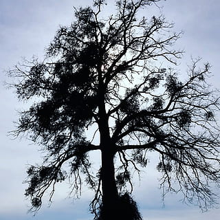 árbol, contraste, cielo, luz de fondo, estético, ramas, otoño, planta, rama, vista de ángulo bajo, belleza en la naturaleza, tranquilidad, crecimiento, naturaleza, nadie, tronco de arbol, el maletero, silueta, día, al aire libre, nube - cielo, paisajes - naturaleza, un solo árbol, escena tranquila, escena no urbana, copas de los árboles, 1080P, CC0, dominio público, libre de derechos