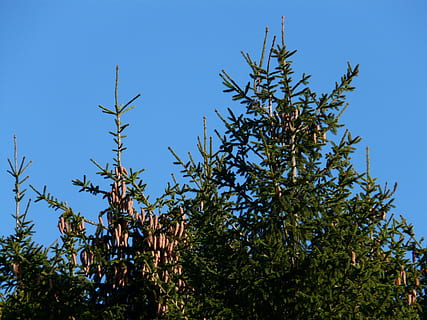 pinjekegler, hanen, træ, nåletræ, fælles gran, picea abies, rød gran, gran, Picea, natur, afdeling, himmel, blå, plante, vækst, lav vinkel visning, skyfri himmel, dag, ingen mennesker, sund kost, mad og drikke, mad, skønhed i naturen, frugt, sollys, grøn farve, udendørs, ro, friskhed, 2K, CC0, offentligt domæne, royaltyfrie