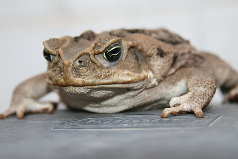 bufo, ropucha, anfic, sapito, hrubá pokožka, bufo bufo, plaz, jednoho zvířete, zvířat, obratlovců, detail, selektivní zaměření, nikdo, portrét, část těla zvířete, ještěrka, hledá, uvnitř, mladé zvíře, zvířata ve volné přírodě, domácí mazlíčci, domácí, zvířecí oko, povrchu, leguán, zobrazení profilu, 2K, CC0, veřejná doména, bez autorských práv