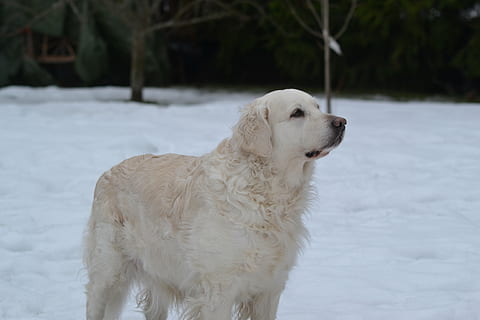 Hund, steht, Winter, ein Tier, inländisch, Haustiere, Eckzahn, Säugetier, Tierthemen, Schnee, kalte Temperatur, Tier, Wirbeltier, weiße Farbe, keine Leute, Feld, Natur, Fokus auf den Vordergrund, Retriever, schneit, 4K, CC0, gemeinfrei, lizenzfrei