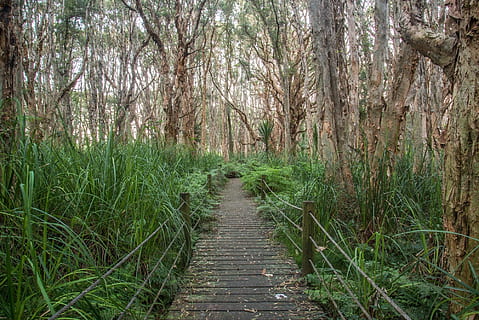 park, drzewa, ścieżka, stulecie, drzewa melaleuca, Sydnej, Australia, roślina, kierunek, las, drzewo, droga naprzód, wylądować, spokój, wzrost, Natura, chodnik, piękno natury, spokojna scena, dzień, żadnych ludzi, scenics - natura, scena pozamiejska, drewno - materiał, Promenada, na dworze, zielony kolor, lesisty teren, malejąca perspektywa, bambus - roślina, 1080P, CC0, domena publiczna, darmowe zdjęcia