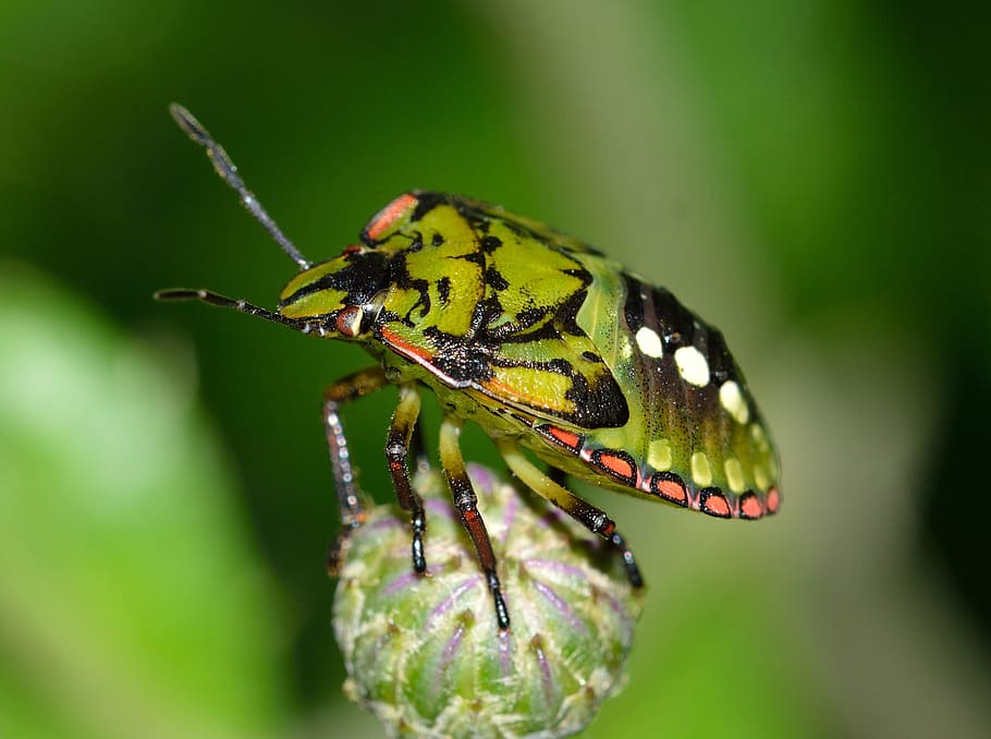 verd, negre, error d’escut, antena, escarabat, brillant, brot, brot de flor, hemiptera, insecte, naturalesa, nezara viridula, a l'aire lliure, fauna animal, temes d'animals, un animal, animal, animals a la natura, invertebrat, primer pla, planta, bellesa a la natura, color verd, dia, flor, cap gent, enfocament selectiu, antena animal, centrar-se en primer pla, part del cos dels animals, fragilitat, ala dels animals, papallona - insecte, 2K