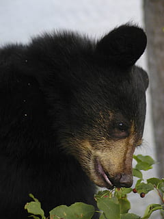 negru, urs, mâncare, fructe de padure, pui, a închide, animal, mamifer, natură, un animal, animale tematice, animale de companie, animale domestice, intern, animale vertebrate, nici o persoana, partea corpului animalului, câine, canin, cap de animal, in cautarea, uitându-se departe, zi, portret, în aer liber, mustăţi, 720P, CC0, domeniu public, fără drepturi de autor