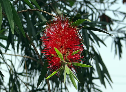 Callistemon, flaskerenser, blomst, træ, indien, flora, blomstre, Busk, hjemmehørende, flor, blomster, støvdrager, botanik, eksotisk, botanisk, tropisk, levende, vækst, pollen, arter, blomstring, naturlig, vild, ødemark, ingen, wildflower, kronblad, voksende, forår, løv, blad, stilk, landbrug, knop, havebrug, organisk, dyrke, landskabspleje, miljø, frisk, frodig, øko, naturskøn, rød, vinter, natur, plante, skønhed i naturen, fokus på forgrunden, tæt på, friskhed, ingen mennesker, dag, blomstrende plante, skrøbelighed, sårbarhed, udendørs, plante del, afdeling, grøn farve, blomsterhoved, strittende, 2K, CC0, offentligt domæne, royaltyfrie