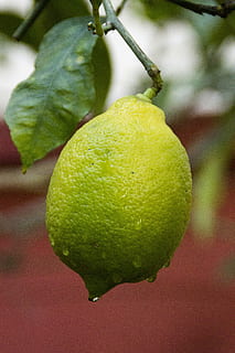 lemon, tree, garden, fruit tree, green, nature, fruit, lemon tree, leaves, yellow, plants, branches, picture, food and drink, healthy eating, food, freshness, close-up, focus on foreground, leaf, plant part, plant, green color, no people, growth, wellbeing, citrus fruit, day, outdoors, ripe, 5K, CC0, public domain, royalty free