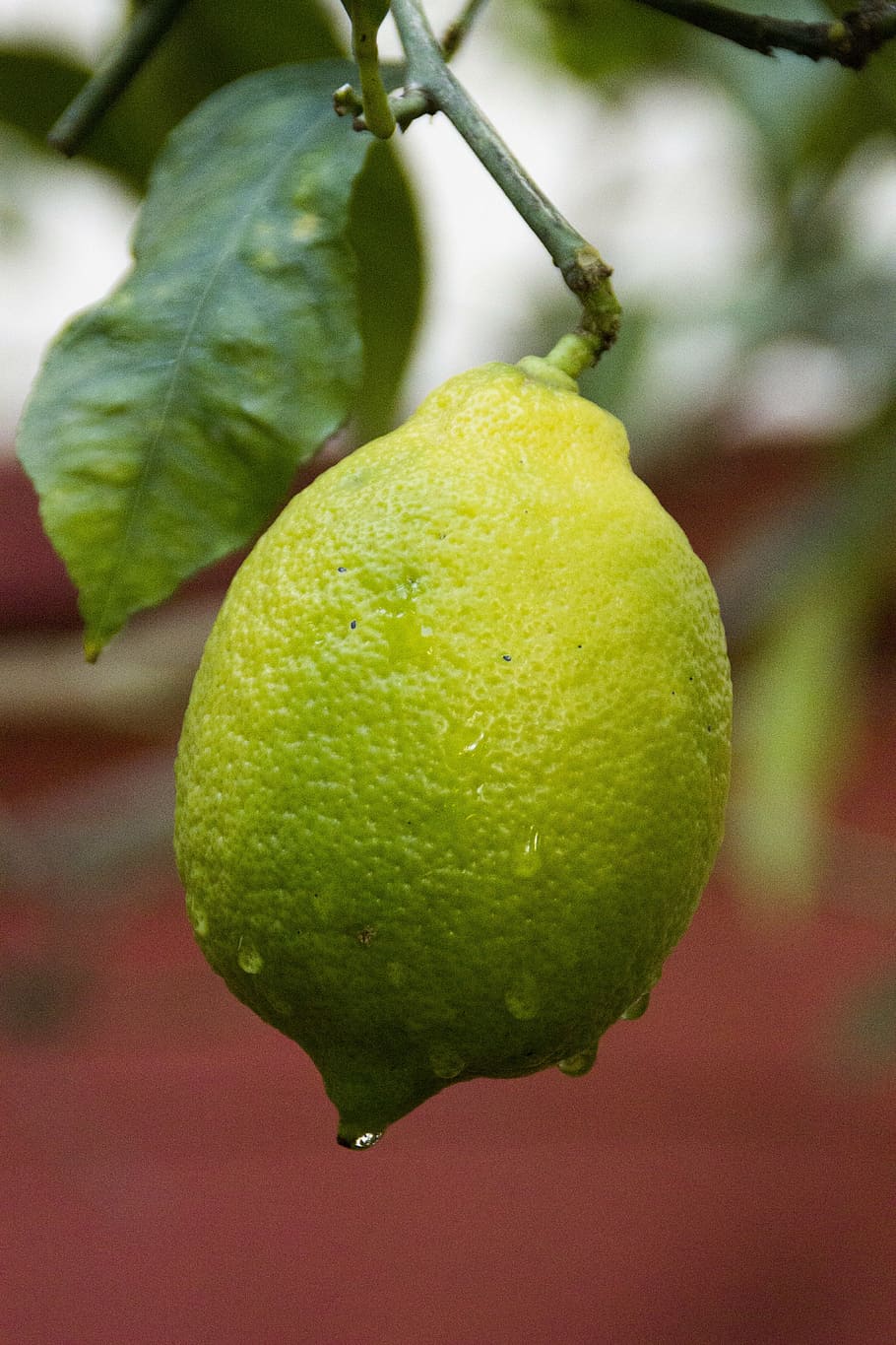 sitron, tre, hage, frukttrær, grønn, natur, frukt, sitrontre, blader, gul, planter, grener, bilde, mat og Drikke, spise sunt, mat, friskhet, nærbilde, fokusere på forgrunnen, blad, plante del, anlegg, grønn farge, ingen folk, vekst, velvære, sitrusfrukt, dag, utendørs, moden, 5K