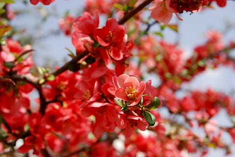 blühen, Buchse, Frühling, Sommer-, Natur, rot, blühender Strauch, Blume, Sträucher, schließen, Frühlingsblume, Pflanze, Ast, Garten, blühte auf, Frühlingserwachen, Frühblüher, wunderschönen, Vorbote des Frühlings, Flora, Blumen, blühende Pflanze, Schönheit in der Natur, Frische, Verletzlichkeit, Zerbrechlichkeit, Wachstum, Nahansicht, keine Leute, Baum, pinke Farbe, selektiver Fokus, Blütenblatt, Tag, Fokus auf den Vordergrund, Blütenkopf, draußen, Kirschbaum, Pollen, Kirschblüte, 1080P, CC0, gemeinfrei, lizenzfrei