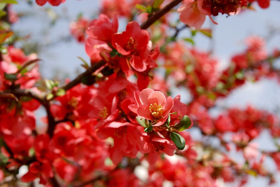 blühen, Buchse, Frühling, Sommer-, Natur, rot, blühender Strauch, Blume, Sträucher, schließen, Frühlingsblume, Pflanze, Ast, Garten, blühte auf, Frühlingserwachen, Frühblüher, wunderschönen, Vorbote des Frühlings, Flora, Blumen, blühende Pflanze, Schönheit in der Natur, Frische, Verletzlichkeit, Zerbrechlichkeit, Wachstum, Nahansicht, keine Leute, Baum, pinke Farbe, selektiver Fokus, Blütenblatt, Tag, Fokus auf den Vordergrund, Blütenkopf, draußen, Kirschbaum, Pollen, Kirschblüte, 1080P