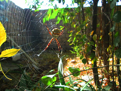 argiope argentata, web, pati, aranya, tardor, plata, teranyina, fragilitat, animal, temes d'animals, invertebrat, un animal, animals a la natura, primer pla, fauna animal, aràcnids, artròpode, centrar-se en primer pla, insecte, naturalesa, vulnerabilitat, dia, supervivència, cap gent, planta, cames d’animal, complexitat, a l'aire lliure, 4K, CC0, domini públic, lliure de regalies