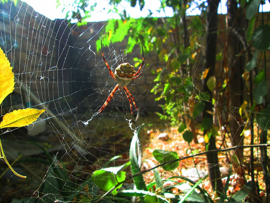 argiope argentata, web, pati, aranya, tardor, plata, teranyina, fragilitat, animal, temes d'animals, invertebrat, un animal, animals a la natura, primer pla, fauna animal, aràcnids, artròpode, centrar-se en primer pla, insecte, naturalesa, vulnerabilitat, dia, supervivència, cap gent, planta, cames d’animal, complexitat, a l'aire lliure, 4K