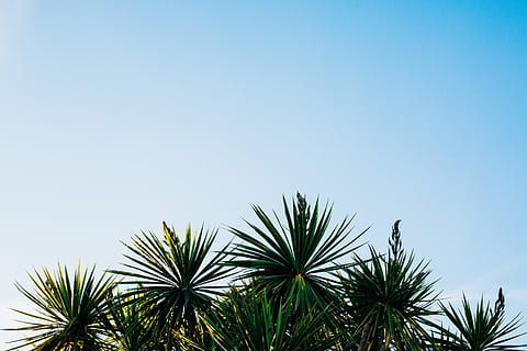 Grün, Blattpflanzen, klar, Himmel, Sago-Baum, Blau, Zeichenfolge, Blatt, Baum, Pflanze, blauer Himmel, Palme, Natur, Sommer-, keine Leute, draußen, tropisches Klima, grüne Farbe, klarer Himmel, Tag, kopieren sie platz, Urlaube, Wachstum, Schönheit in der Natur, Flachwinkelansicht, Palmblatt, Pflanzenteil, sonnig, Ruhe, tropischer Baum, Nadelbaum, 5K, CC0, gemeinfrei, lizenzfrei