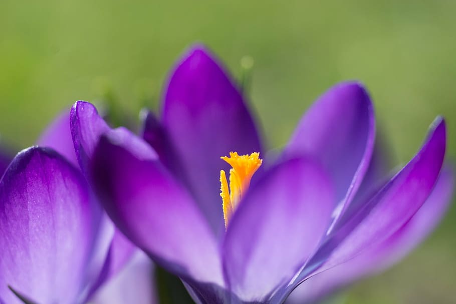 krookus, kevään crocus, kukka, violetti, kukat, kasvisto, luonto, niitty, puutarha, oranssi, kevät, siitepöly, leima, hellä, kiinni, makro, kasvi, alttius, kauneus luonnossa, hauraus, tuoreus, terälehti, kasvu, lähikuva, kukinto, kukka pää, keskittyä etualalle, ei ihmisiä, päivä, valikoiva tarkennus, ulkona, iiris, iiris - kasvi, puutarhanhoito, 1080P