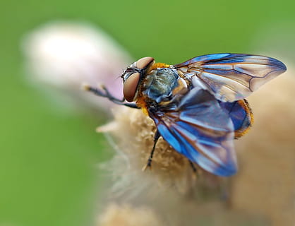 Flasche Stubenfliege Makrofotografie, Insekt, Natur, Leben, wirbellos, Tierthemen, Nahansicht, Tierwelt, Tier, ein Tier, Tiere in freier Wildbahn, Tierflügel, fliegen, selektiver Fokus, Fokus auf den Vordergrund, Stubenfliege, Tag, keine Leute, Tierkörperteil, Pflanze, Makro, Tierauge, 1080P, CC0, gemeinfrei, lizenzfrei