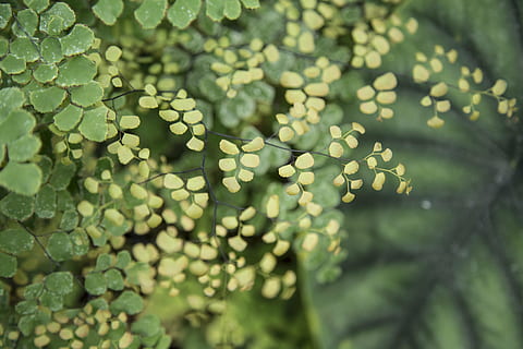 closeup, photography, yellow, green, plants, tiny, leaves, nature, leaf, small, plant, natural, macro, fresh, garden, growth, freshness, flora, close, herb, tropical, wildlife, herbal, blur, green Color, backgrounds, abstract, close-up, no people, day, plant part, selective focus, outdoors, tree, beauty in nature, full frame, defocused, tranquility, water, sunlight, 5K, CC0, public domain, royalty free