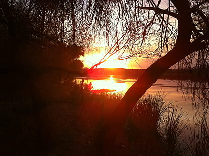 siluetti puu, auringonlasku, oranssi, hehkuu, hehkuva, auringonvalo, auringonpaiste, loistava, tähti, aurinko, kiiltävä, luonto, Puut, heiniä, kasvit, siluetteja, tumma, musta, kasvisto, auringonnousu, valjeta, hämärä, iltaisin, aamuisin, horisontti, luonnonkaunis, maisema, kirkas, iltahämärä, ajatukset, vesi, järvi, villi, metsä, joen ranta, joen penkka, rauhallinen kohtaus, kauneus luonnossa, maisemat - luonto, tyyneys, taivas, puu, kasvi, heijastus, siluetti, idyllinen, oranssi väri, ei ihmisiä, ei-kaupunkikuvia, linssiheijastus, ulkona, 2K, CC0, public domain, rojaltivapaa