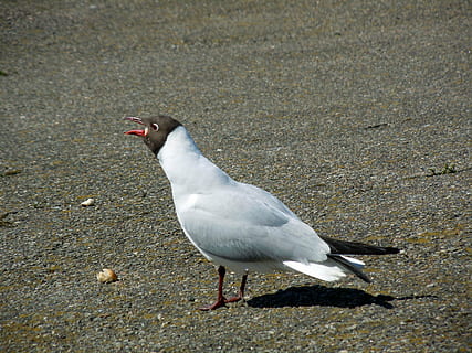 TERN, împerecherea apelului, pasăre, animale sălbatice, animal, animale tematice, animale în sălbăticie, animale vertebrate, un animal, nici o persoana, natură, teren, zi, vedere în unghi mare, lungime totală, pescăruş de mare, plajă, culoare alba, vedere laterală, în aer liber, a închide, lumina soarelui, 4K, CC0, domeniu public, fără drepturi de autor
