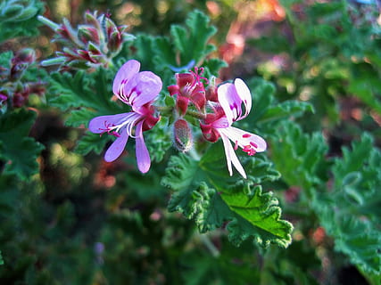 flor, florete, pequeña, delicado, rosa lavanda, geranio, planta floreciendo, planta, frescura, fragilidad, belleza en la naturaleza, vulnerabilidad, crecimiento, pétalo, de cerca, hoja, parte de la planta, inflorescencia, cabeza de flor, día, naturaleza, color rosa, enfoque selectivo, nadie, color verde, al aire libre, púrpura, polen, 1080P, CC0, dominio público, libre de derechos