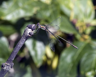 damselfly, ปีก, ธรรมชาติ, แมลง, เล็ก, ฤดูร้อน, กลางแจ้ง, ปลูก, สัตว์ที่ไม่มีกระดูกสันหลัง, มุ่งเน้นไปที่เบื้องหน้า, สัตว์ในป่า, ธีมสัตว์, สัตว์, สัตว์ป่า, ใกล้ชิด, สัตว์หนึ่งตัว, วัน, ปีกสัตว์, ไม่มีคน, สีเขียว, แมลงปอ, ความงามในธรรมชาติ, การเจริญเติบโต, 2K, CC0, โดเมนสาธารณะ, ค่าลิขสิทธิ์ฟรี