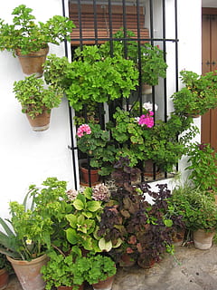 jendela, bunga-bunga, geranium, menanam, pertumbuhan, tanaman di dalam pot, bunga, warna hijau, tanaman berbunga, alam, bagian tanaman, daun, kesegaran, keindahan di alam, tidak ada orang, kerentanan, hari, kerapuhan, Arsitektur, di luar rumah, botani, rumah, pot bunga, berkebun, herba, tanaman rumah, 2K, CC0, domain publik, bebas royalti