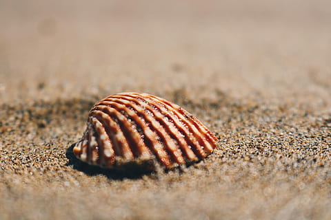 Brun, muslingeskal, sand, clam shell, dagtimerne, skal, strand, korn, tæt på, selektiv fokusering, dyreliv, ingen mennesker, dyr, jord, dyreskal, dyre temaer, natur, dag, naturligt mønster, et dyr, tekstureret, enkelt objekt, udendørs, overflade niveau, 5K, CC0, offentligt domæne, royaltyfrie