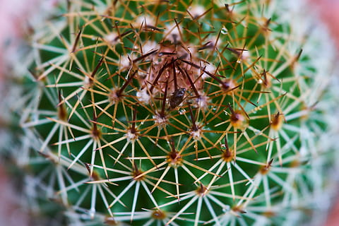 cactus, dea, ago, macro, foto di fiori, giardino, pianta, fiore, bellissimo, natura, vaso di fiori, fiori, pianta del fogliame, colpi di dettaglio, sfondo, vicino, solido, nessuno, struttura, avvicinamento, dettaglio, verde, sfondi, immagine a colori, messa a fuoco selettiva, modello, colore vivido, spina, pianta succulenta, deserto, colore verde, spillo, Pericolo, giorno, acuto, crescita, concentrarsi sulle conoscenze acquisite, modello naturale, comunicazione, all'aperto, bellezza nella natura, segnale di pericolo, 5K, CC0, dominio pubblico, privo di copyright
