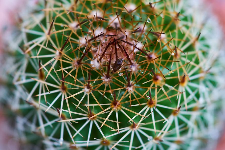 cactus, dea, ago, macro, foto di fiori, giardino, pianta, fiore, bellissimo, natura, vaso di fiori, fiori, pianta del fogliame, colpi di dettaglio, sfondo, vicino, solido, nessuno, struttura, avvicinamento, dettaglio, verde, sfondi, immagine a colori, messa a fuoco selettiva, modello, colore vivido, spina, pianta succulenta, deserto, colore verde, spillo, Pericolo, giorno, acuto, crescita, concentrarsi sulle conoscenze acquisite, modello naturale, comunicazione, all'aperto, bellezza nella natura, segnale di pericolo, 5K