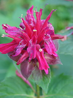 monarda, didyma, abeja, bálsamo, flor, de Marshall, deleite, jardín, naturaleza, floración, flora, fauna silvestre, pétalo, bergamota, floral, rosado, perenne, botánico, botánica, color, planta, belleza en la naturaleza, planta floreciendo, crecimiento, frescura, fragilidad, vulnerabilidad, de cerca, color rosa, inflorescencia, cabeza de flor, nadie, agua, mojado, centrarse en primer plano, soltar, polen, al aire libre, primavera, Rocío, pureza, 2K, CC0, dominio público, libre de derechos