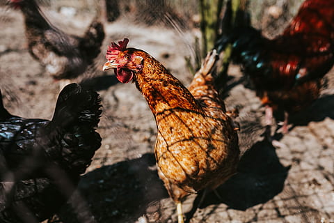 farm, Animals, hen, chicken, kennel, coop, village, rural, nature, animal, bird, close-up, one animal, no people, animal wildlife, animal themes, outdoors, day, vertebrate, chicken - bird, livestock, domestic animals, domestic, pets, group of animals, mammal, focus on foreground, male animal, selective focus, 4K, CC0, public domain, royalty free