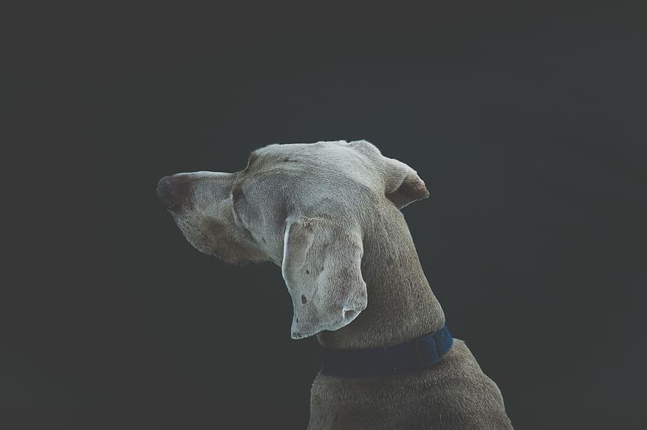 selektiv, fokus fotografering, short-overtrukne, hvid, tan, hund, voksen, grå, store, dansker, weimaraner, dyr, kæledyr, pattedyr, sort baggrund, renraset hund, husdyr, studio skud, nuttet, hunde, sort farve, et dyr, ingen mennesker, dyre temaer, tæt på, indendørs, indenlandske, kopiere plads, portræt, skåret ud, bagfra, 2K