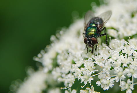 Fehler, Pflanzen, Insekt, Blatt, Natur, Makrofotografie, Naturfotografie, Makro, Zoomen, Nikon, d7000, kleine Dinge, fliegen, Blume, wirbellos, Tiere in freier Wildbahn, Tierthemen, blühende Pflanze, ein Tier, Tier, Tierwelt, Pflanze, Nahansicht, Zerbrechlichkeit, Verletzlichkeit, Frische, selektiver Fokus, Wachstum, Schönheit in der Natur, Blütenkopf, Blütenblatt, keine Leute, Bestäubung, Tierflügel, 1080P, CC0, gemeinfrei, lizenzfrei