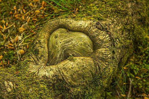 grau, Baumrinde, Boden, Baum, Natur, Wald, Pflanze, grüne Farbe, Wachstum, keine Leute, Tag, Nahansicht, draußen, Kofferraum, Baumstamm, Moos, Pflanzenteil, selektiver Fokus, Farn, Spiral-, Blatt, Schönheit in der Natur, Land, Muster, Borke, 5K, CC0, gemeinfrei, lizenzfrei
