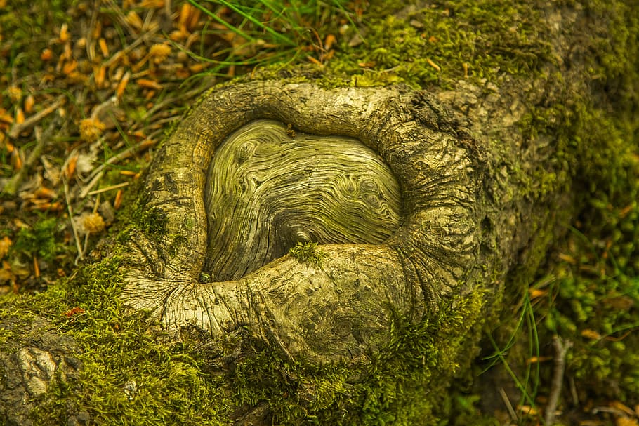 grau, Baumrinde, Boden, Baum, Natur, Wald, Pflanze, grüne Farbe, Wachstum, keine Leute, Tag, Nahansicht, draußen, Kofferraum, Baumstamm, Moos, Pflanzenteil, selektiver Fokus, Farn, Spiral-, Blatt, Schönheit in der Natur, Land, Muster, Borke, 5K