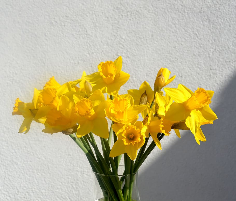 giunchiglie, osterglocken, giallo, primavera, fiorire, fioritura, fiori, narciso pseudonarcissus, fiori gialli, natura, fiori di primavera, Stengel, pianta, campana d'aprile, fiore, narciso, mazzo, pianta fiorita, vulnerabilità, freschezza, bellezza nella natura, fragilità, petalo, caratteristica della parete, avvicinamento, infiorescenza, testa di fiore, crescita, nessuno, all'aperto, giorno, vaso, composizione floreale, 4K