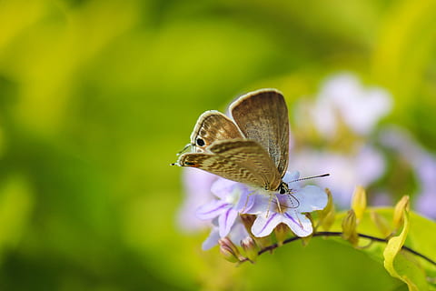 Makrofotografie, Beige, Schmetterling, bestäubend, Blume, selektiv, Foto fokussieren, männlich, braun, lila, Autofokus, schießen, Insekt, Natur, Schmetterling - Insekt, Tier, Tierflügel, Makro, Nahansicht, Schönheit in der Natur, Sommer-, Tierwelt, mehrfarbig, grüne Farbe, Frühling, Zerbrechlichkeit, Schmetterlinge, draußen, ein Tier, Tiere in freier Wildbahn, Tierthemen, wirbellos, blühende Pflanze, Pflanze, Blütenblatt, Blütenkopf, Verletzlichkeit, Frische, keine Leute, Bestäubung, 4K, CC0, gemeinfrei, lizenzfrei