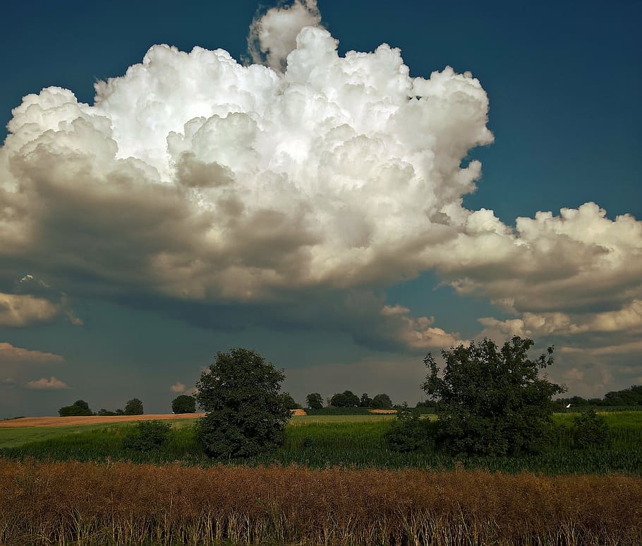 fält, moln, landskap, sommar, fin dag, blå himmel, natur, moln - himmel, utomhus, scenics, himmel, landsbygden scen, lantbruk, tillväxt, skönhet i naturen, scenics - natur, lugn plats, lugn, landa, miljö, växt, träd, inget folk, idyllisk, dag, plantage, 4K