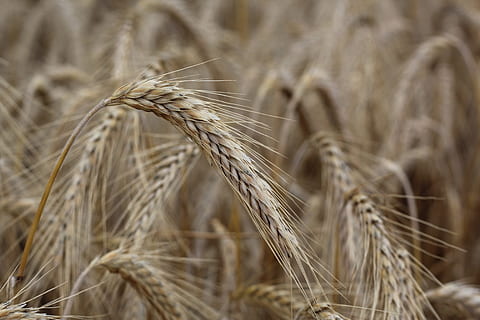 cereals, ear, cornfield, cereal plant, crop, agriculture, wheat, farm, rural scene, close-up, plant, landscape, nature, field, growth, land, barley, no people, brown, food, food and drink, ear of wheat, outdoors, rye - grain, 5K, CC0, public domain, royalty free