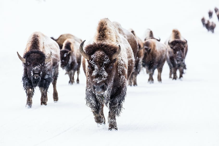 grup, bisons, nevat, temps, búfala, ramat, neu, caminar, paisatge, a l'aire lliure, desert, vida salvatge, naturalesa, nps, molla de paella, carretera, parc nacional de Yellowstone, wyoming, EUA, hivern gran, fred, supervivència, hivern, temperatura de fred, bison americà, animal, gran grup d’animals, temes d'animals, cap gent, mamífer, animals domèstics, fauna animal, animals a la natura, grup d’animals, moviment, bestiar, cornut, medi ambient, corrent, gel, clima extrem, agressió, nevar, vent de neu, 2K