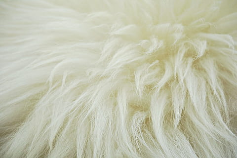 hvid pels, fleece, skjule, uld, får, fluffy, dyr skjul, fåruld, baggrunde, dyrehår, fuld ramme, husdyr, dyr, pattedyr, dyre temaer, ingen mennesker, et dyr, hår, blødhed, kæledyr, indenlandske, indendørs, tæt på, tekstil, studio skud, hvid farve, pels, abstrakt, sort baggrund, profilvisning, 4K, CC0, offentligt domæne, royaltyfrie