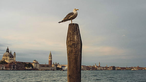 oiseau, marron, en bois, poster, oiseau blanc et brun perché, bois, supporter, mouette, océan, Port, jetée, ville, mer, venise, eau, le coucher du soleil, Italie, bâtiment, solitaire, seul, vertébré, thèmes animaux, animal, ciel, architecture, extérieur du bâtiment, animaux à l'état sauvage, structure construite, la faune des animaux, un animal, se percher, la nature, personne, nuage - ciel, Destinations de voyage, journée, en plein air, poteau en bois, 1080P, CC0, domaine public, libre de droits