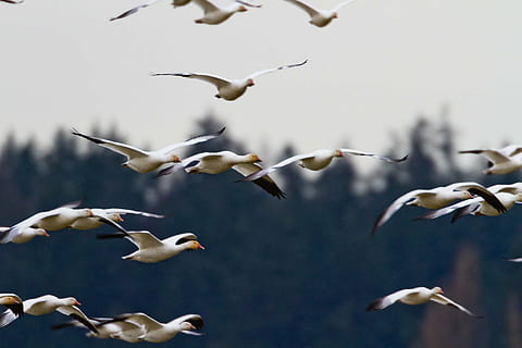 birds, flying, sky, daytime, white, black, dove, clouds, bird, feather, wings, trees, fly, large group of animals, animals in the wild, animal themes, animal wildlife, flock of birds, no people, day, spread wings, group of animals, vertebrate, animal, mid-air, nature, motion, focus on foreground, beauty in nature, seagull, 1080P
