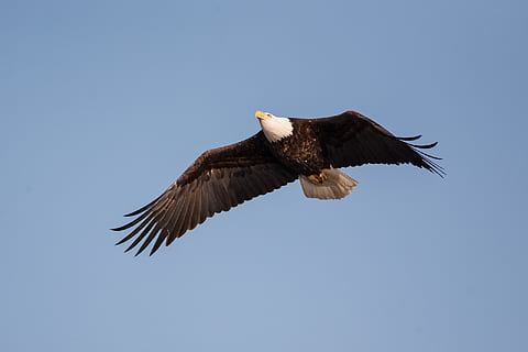 bald, eagle, flight, soaring, bird, raptor, flying, wild, wildlife, nature, predator, sky, bald Eagle, eagle - Bird, uSA, bird of Prey, animal, animals In The Wild, freedom, animal wildlife, animal themes, one animal, vertebrate, clear sky, spread wings, low angle view, blue, animal body part, no people, copy space, animal wing, 1080P, CC0, public domain, royalty free