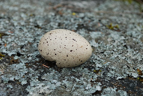 fuglegg, Lav, eggeskall, mat, ingen folk, egg, land, nærbilde, mat og Drikke, dyr egg, natur, dyr, dyre temaer, høy vinkel visning, dag, felt, selektiv fokusering, grønnsak, fugl, strukturert, brun, utendørs, friskhet, 4K, CC0, offentlig domene, opphavsrett gratis