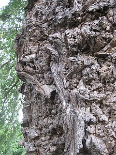 abbaiare, struttura, natura, di legno, legna, modello, ruvido, albero, tronco, naturale, Materiale, foresta, intemperie, superficie, biologico, vecchio, Marrone, ambiente, asciutto, ceppo, buio, grunge, tronco d'albero, bosco, ramo, pianta, crescita, strutturato, giorno, nessuno, Inquadratura dal basso, modello naturale, corteccia vegetale, avvicinamento, all'aperto, bellezza nella natura, la tranquillità, durezza, condizione naturale, 2K, CC0, dominio pubblico, privo di copyright