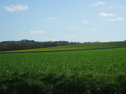 žalias, žolės žemė, aišku, dangus, prerija, pavasaris, laukai, zali laukai, pievos, lauke, miškas, normandija, kraštovaizdį, augalų, žemės, žalia spalva, grožis gamtoje, augimą, ramybė, vaizdai - gamta, aplinką, ramioje scenoje, kaimo scenoje, pobūdį, nėra žmonių, žolė, Žemdirbystė, dieną, debesis - dangus, medis, plantacija, 2K, CC0, Viešasis domenas, nemokamai