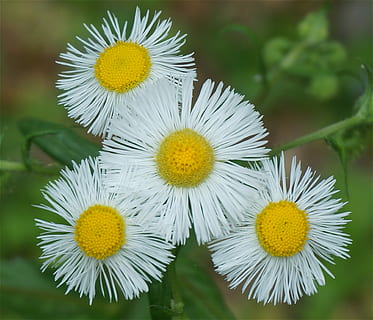 planter, blomster, fleabane, hvid, forår, have, natur, blomst, gul, blomsterhoved, skrøbelighed, kronblad, tæt på, blomstrende plante, plante, blomsterstand, sårbarhed, friskhed, skønhed i naturen, vækst, fokus på forgrunden, hvid farve, ingen mennesker, pollen, dag, udendørs, blødhed, 2K, CC0, offentligt domæne, royaltyfrie