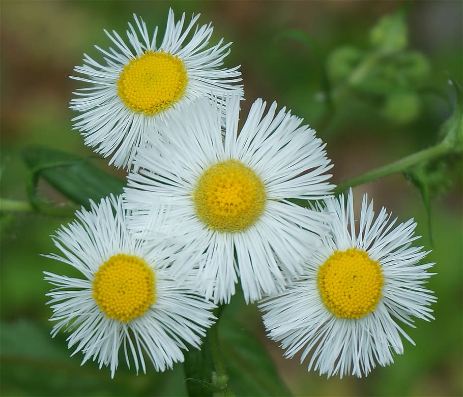 plantes, flors, fleabane, blanc, primavera, jardí, naturalesa, flor, groc, cap de flor, fragilitat, pètal, primer pla, planta amb flors, planta, inflorescència, vulnerabilitat, frescor, bellesa a la natura, creixement, centrar-se en primer pla, Color blanc, cap gent, pol·len, dia, a l'aire lliure, suavitat, 2K
